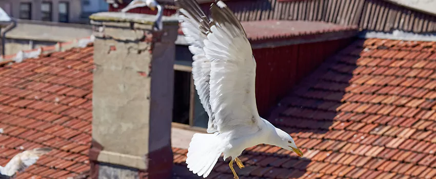 Residential Chimney Animal Removal Solution in Chapel Hill, NC